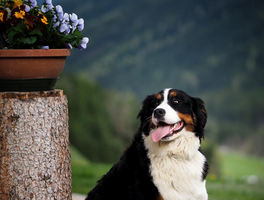 Haus Waldruhe Apartment San Candido Ngoại thất bức ảnh